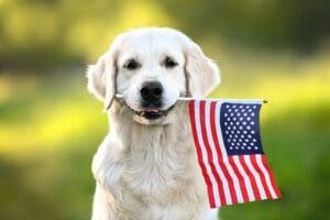 A Guide to Bringing a Dog into the US - Immigrant Support Center