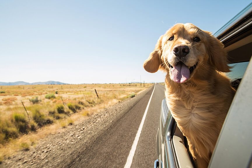 Acclimating Your Dog to U.S. Transportation