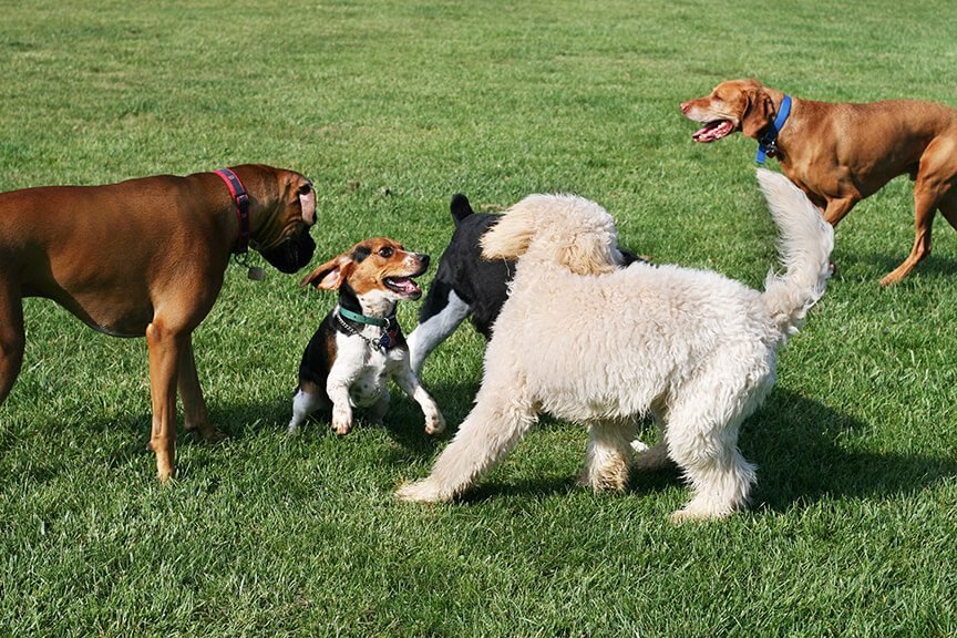 How to Socialize a Dog in the U.S.