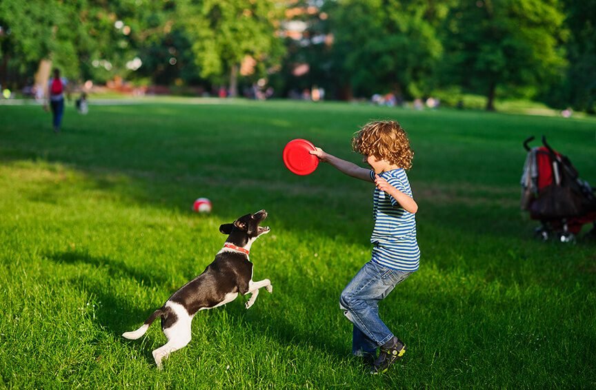 Mastering U.S. Dog Park Etiquette